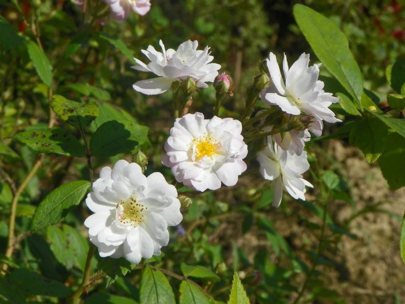 Guirlande Rose - Trandafiri 2019 2