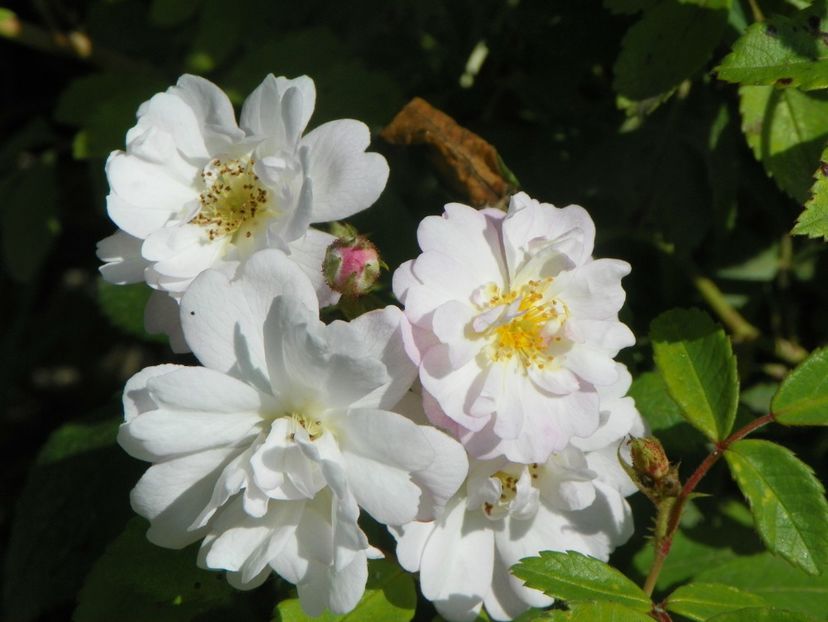 Guirlande Rose - Trandafiri 2019 2