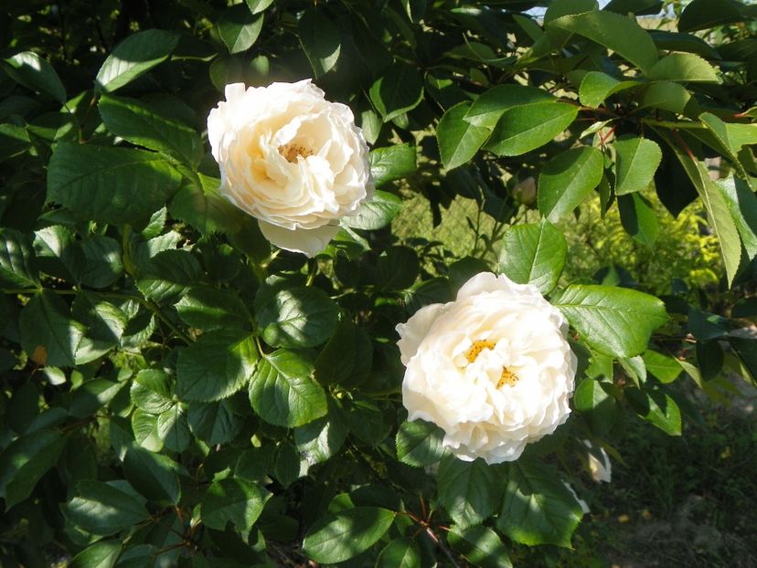 Uetersener Klosterrose - Trandafiri 2019 2