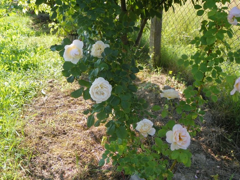 Uetersener Klosterrose - Trandafiri 2019 2