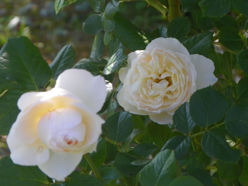 Uetersener Klosterrose - Trandafiri 2019 2