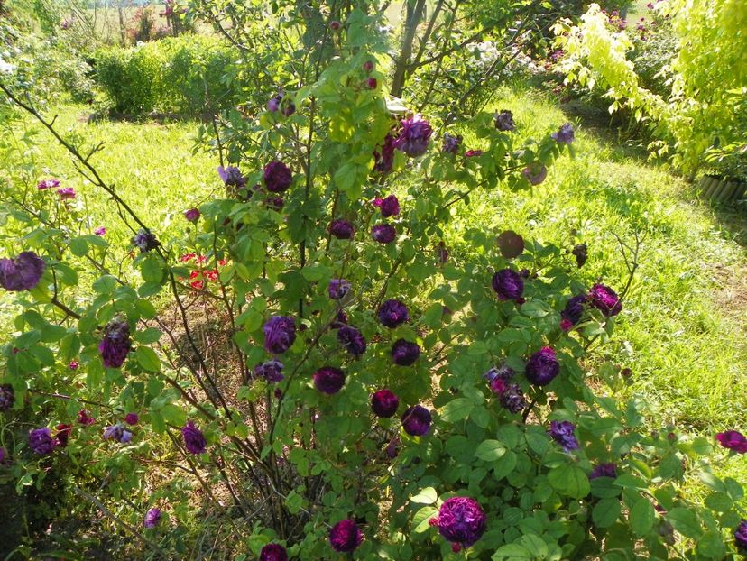 Orpheline de Juillet - Trandafiri 2019 2