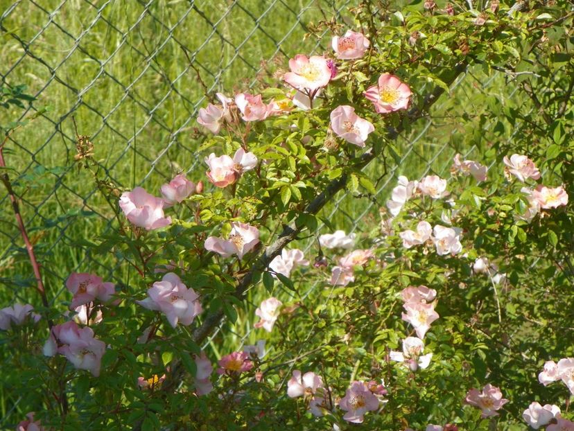 Open Arms - Trandafiri 2019 2