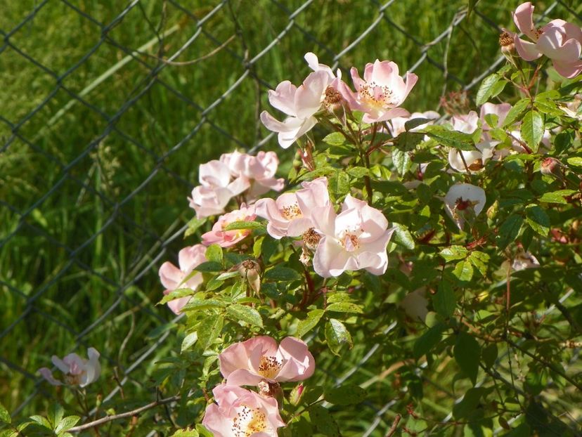 Open Arms - Trandafiri 2019 2