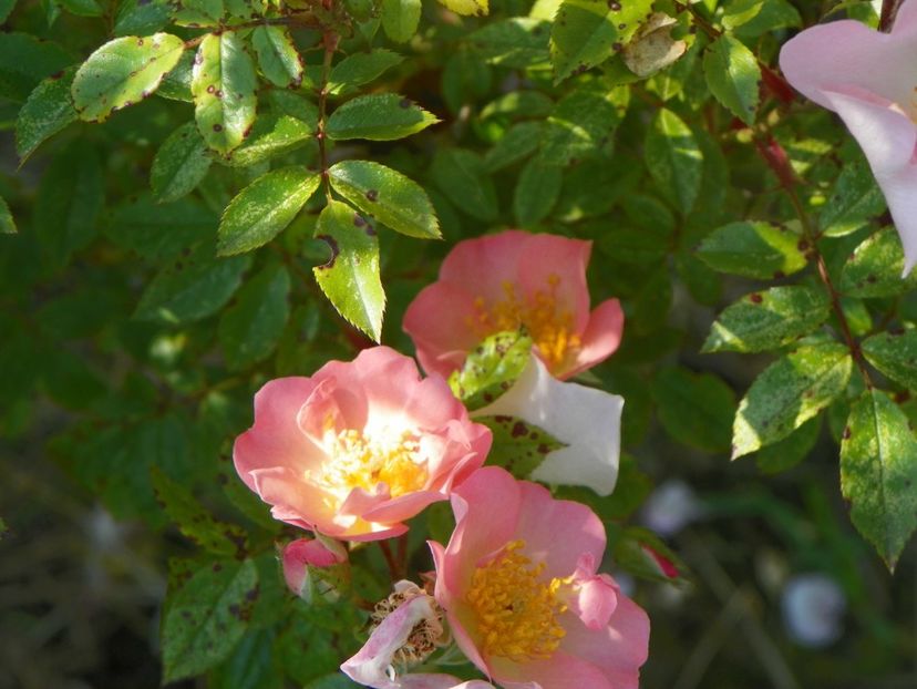 Open Arms - Trandafiri 2019 2