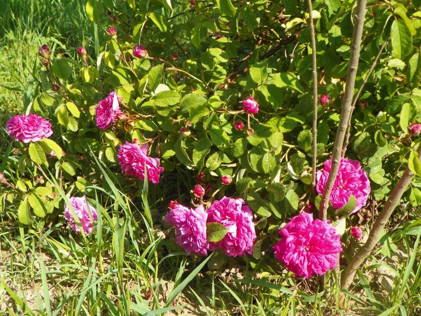 Conditorum - Trandafiri 2019 2