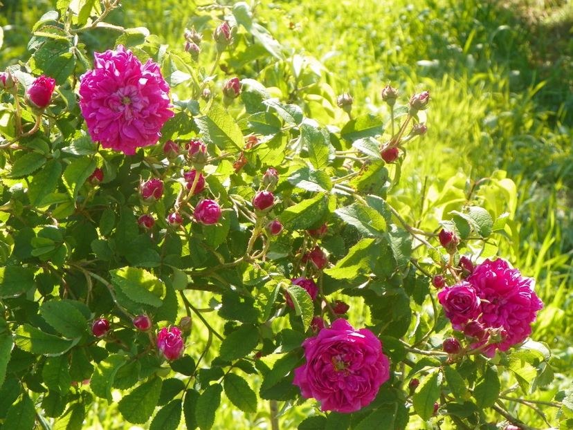 Conditorum - Trandafiri 2019 2