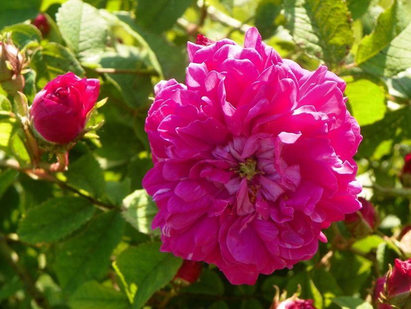 Conditorum - Trandafiri 2019 2