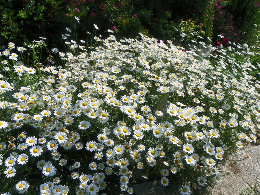 15 iun (22) - Dobarland 2019 2