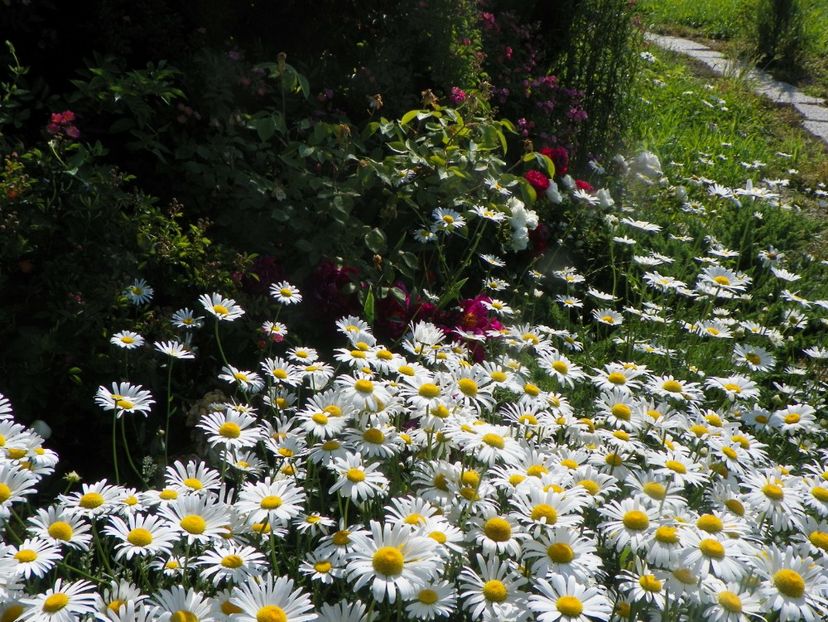 15 iun (24) - Dobarland 2019 2