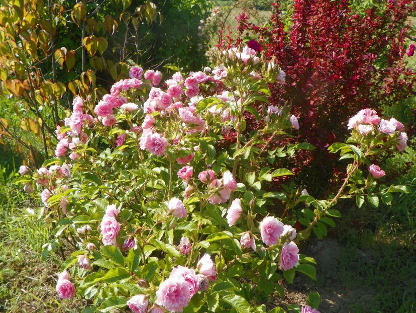 Pink Grootendorst - Trandafiri 2019 2