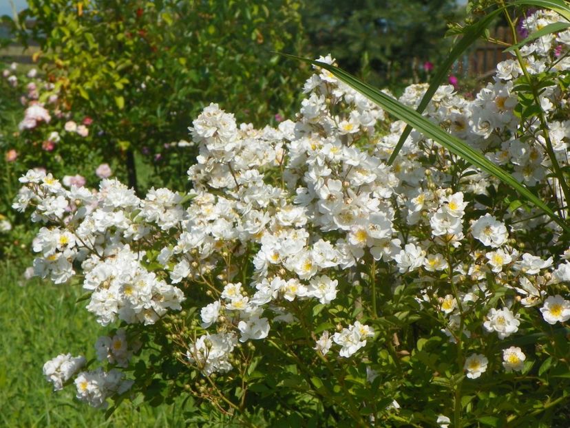Abigail Adams - Trandafiri 2019 2