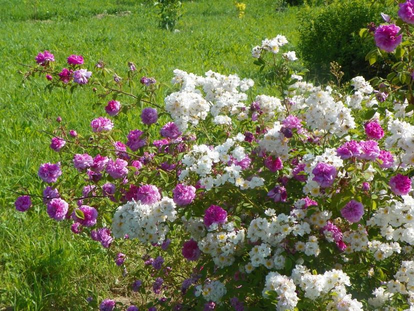 Abigail Adams si Pompon de Bourgogne - Trandafiri 2019 2