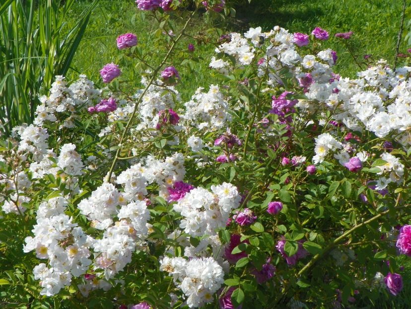 Abigail Adams si Pompon de Bourgogne - Trandafiri 2019 2