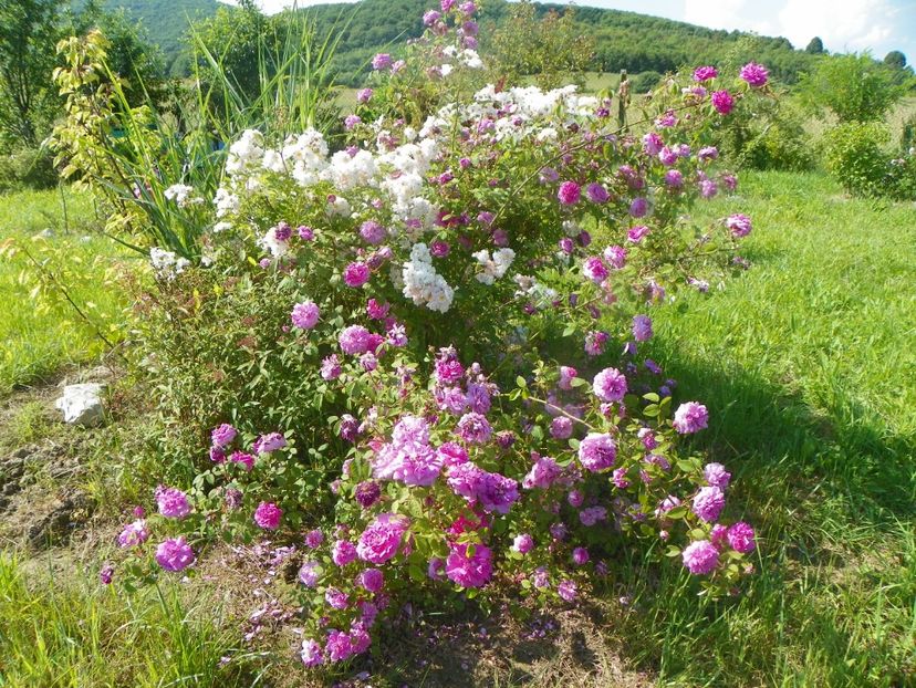 Abigail Adams si Pompon de Bourgogne - Trandafiri 2019 2