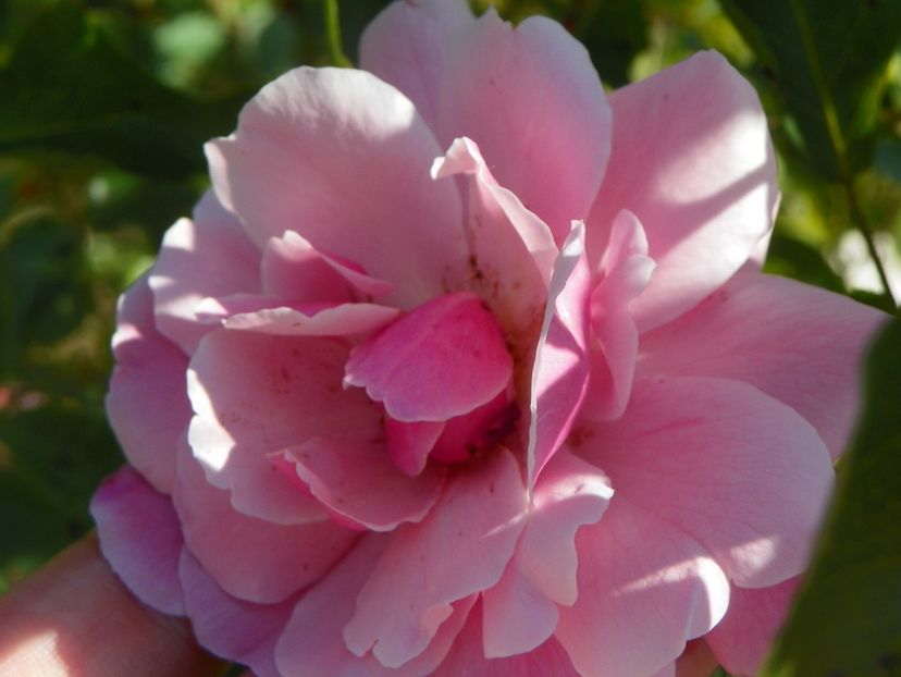 Marchenland - Trandafiri 2019 2