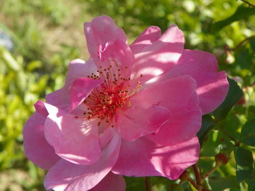 Marchenland - Trandafiri 2019 2