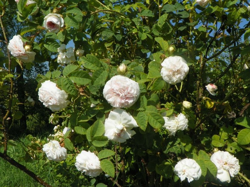 Felicite Parmentier - Trandafiri 2019 2