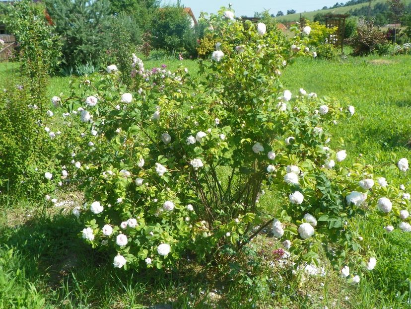 Felicite Parmentier - Trandafiri 2019 2