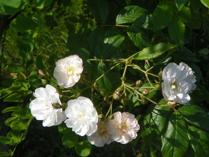 Dentelle de Malines - Trandafiri 2019 2