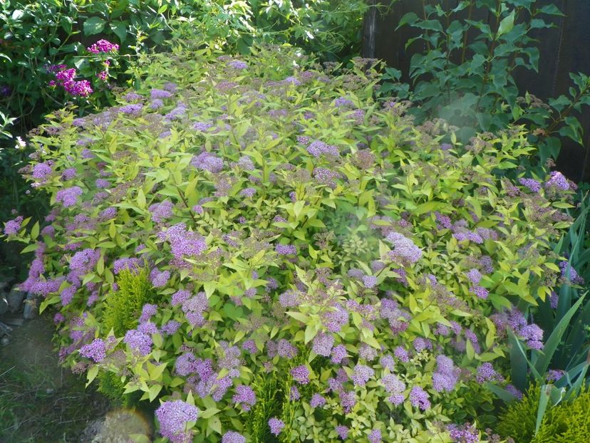 spiraea Goldmound - Dobarland 2019 3
