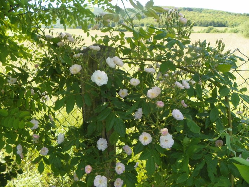 Dentelle de Malines - Trandafiri 2019 2