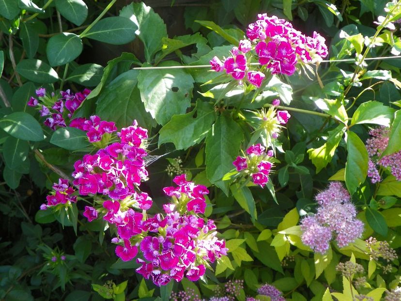 dianthus barbatus - Dobarland 2019 3