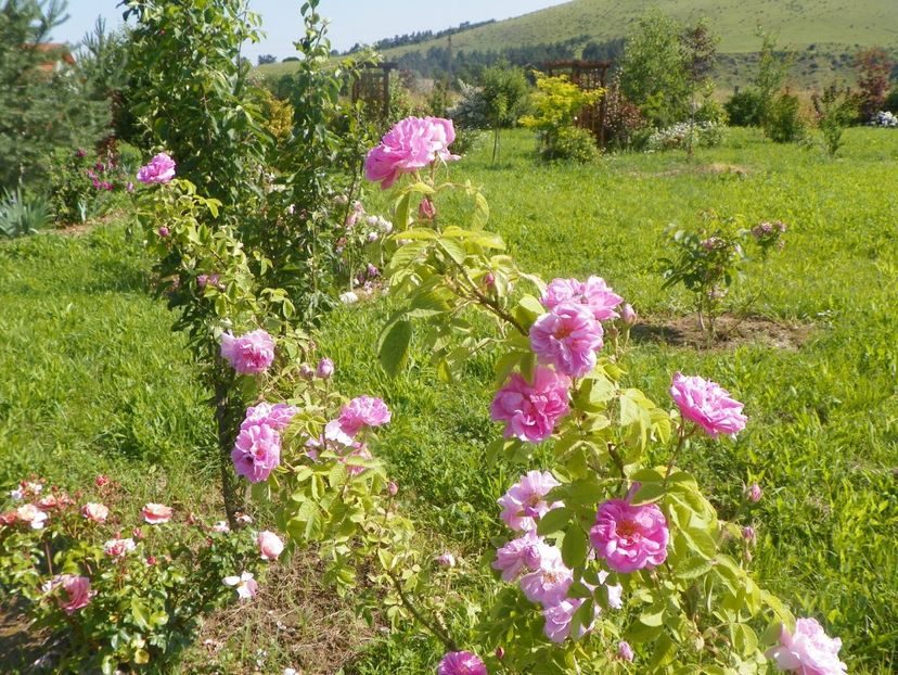 Quattre Saisons - Trandafiri 2019 2