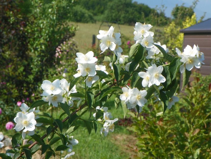 philadelphus - Dobarland 2019 3