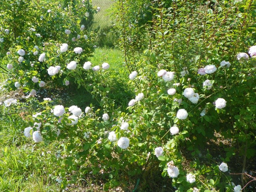 Felicite Parmentier si Duchesse de Montebello - Trandafiri 2019 2