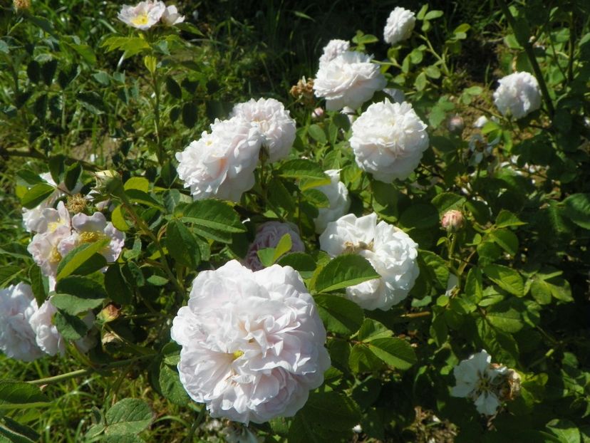 Duchesse de Montebello - Trandafiri 2019 2