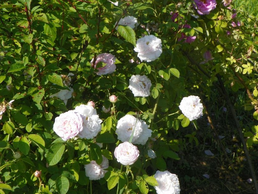Duchesse de Montebello - Trandafiri 2019 2