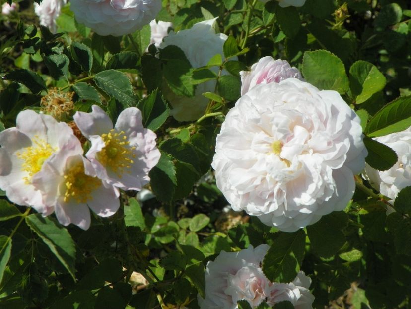 Duchesse de Montebello si rosa canina - Trandafiri 2019 2