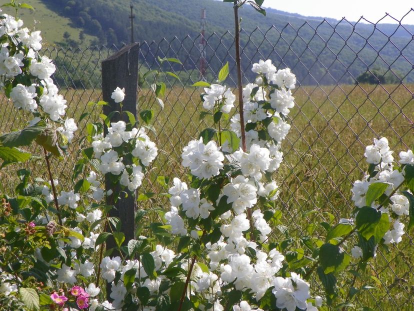 philadelphus Karolinka - Dobarland 2019 3