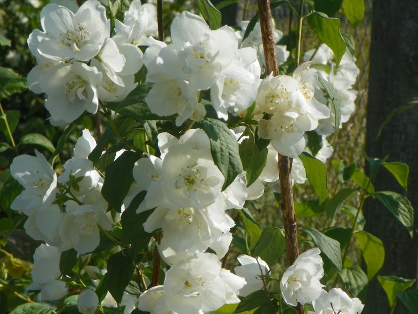 philadelphus Karolinka - Dobarland 2019 3