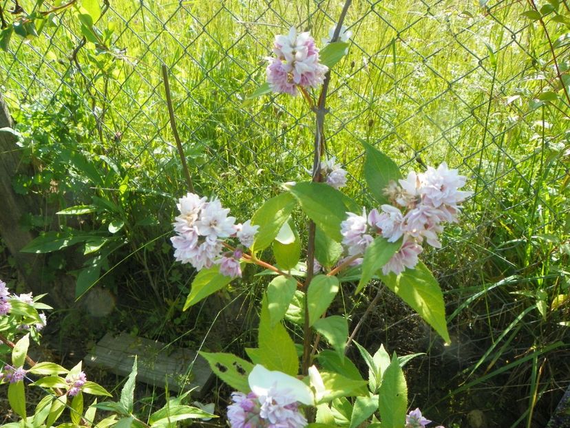 deutzia Rosea Plena - Dobarland 2019 3