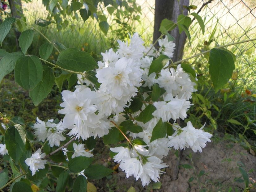 philadelphus Virginal - Dobarland 2019 3