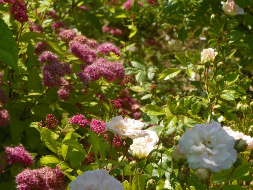 spiraea Magic Carpet - Dobarland 2019 3