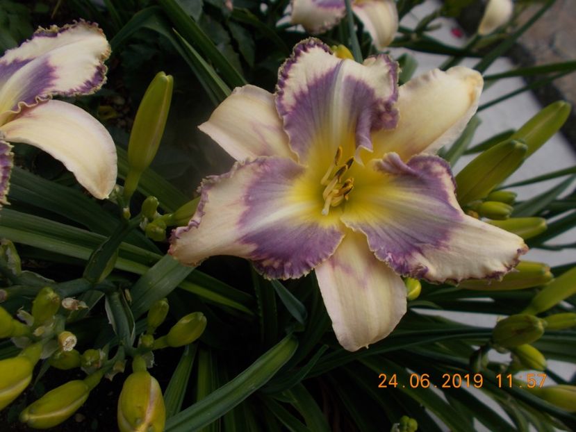  - HEMEROCALLISI-2019