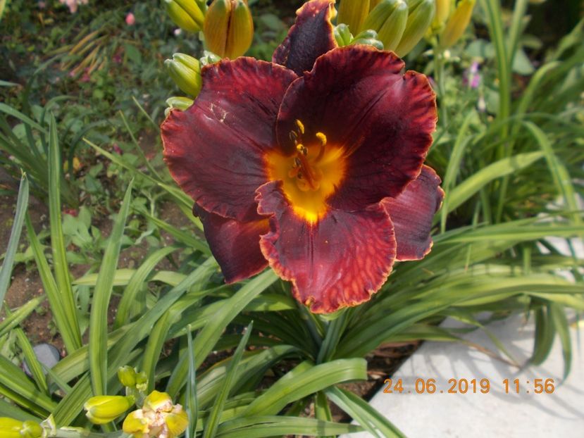 A-3 - HEMEROCALLISI-2019
