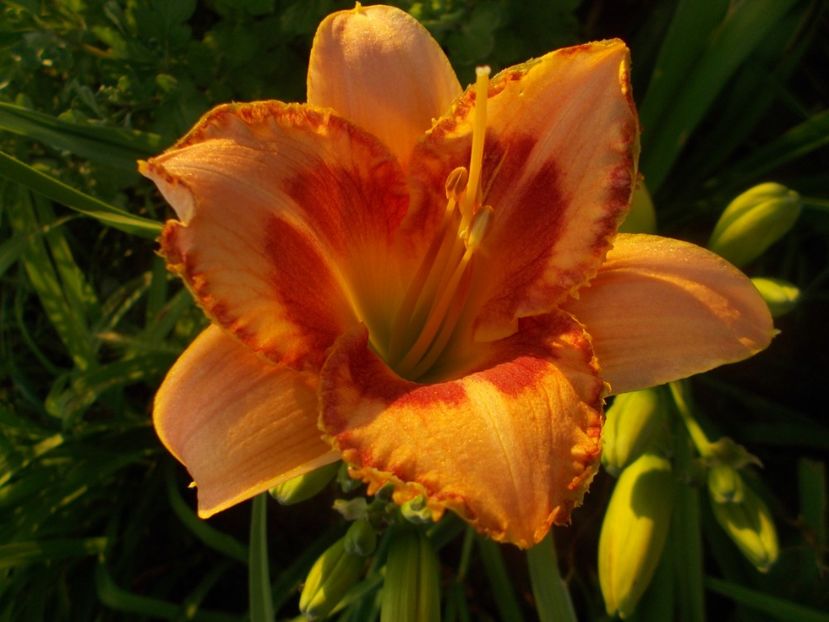 CINDY'S CHOICE - Hemerocallis 2019