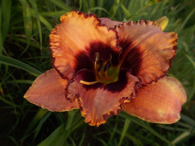  - Hemerocallis 2019