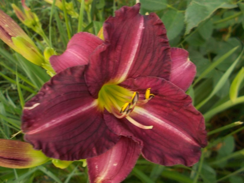  - Hemerocallis 2019