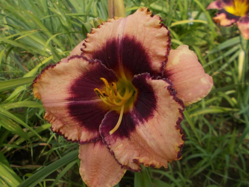  - Hemerocallis 2019