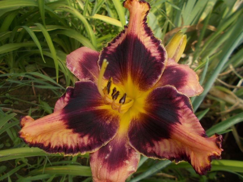  - Hemerocallis 2019