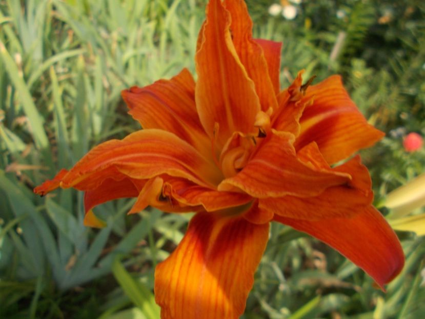  - Hemerocallis 2019