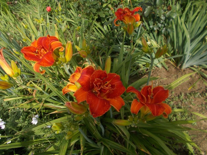 MOSES FIRE - Hemerocallis 2019