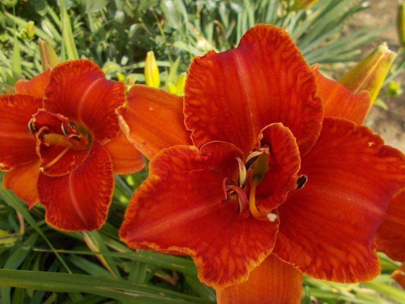 MOSES FIRE - Hemerocallis 2019