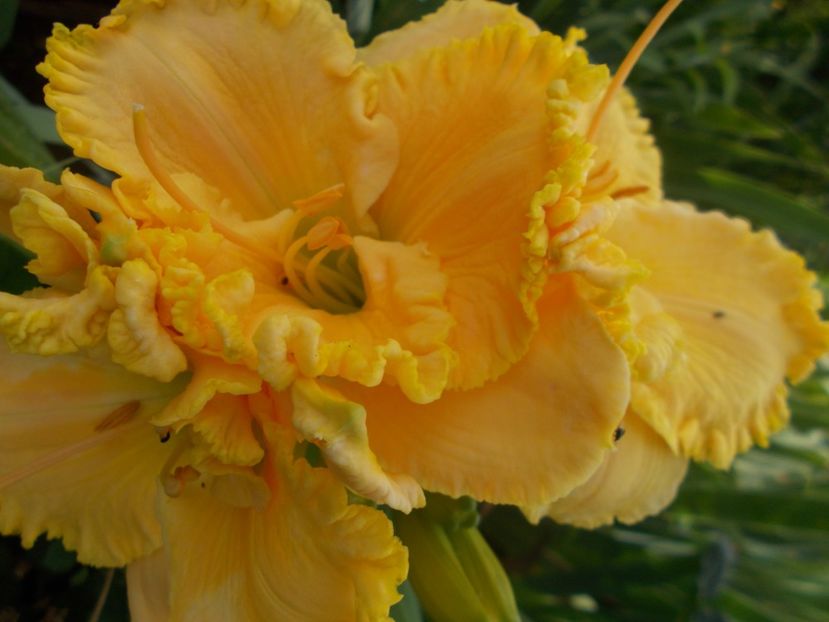 Larry Grace - Hemerocallis 2019