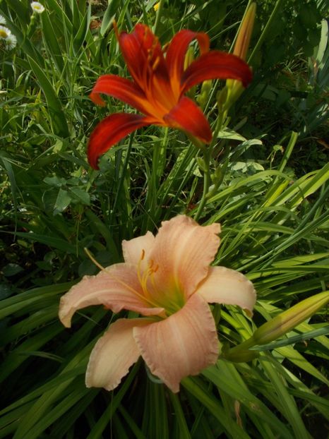  - Hemerocallis 2019